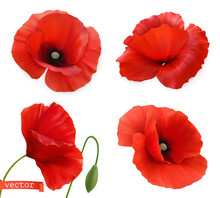 Red Poppies. Papaver Flowers 3d Realistic Vector Icon Set