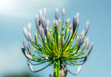 Agapanthus With Blue Sky. Detail Of Agapanthus