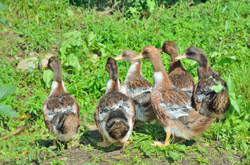 Wall Mural - Ducks 1