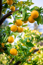 Citrus Fruit Growing On Tree