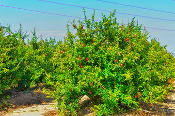 Ripe pomegranates growing on a tree in a garden in Greece. organic farm products, healthy food, vegetarian food. Red pomegranate, green and greenish leaves, blue sky