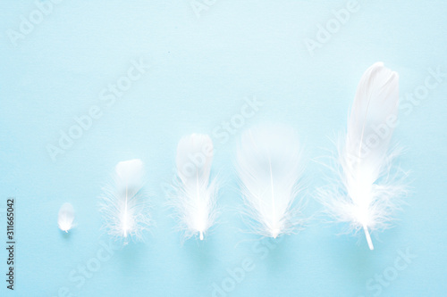 羽根 背景素材 Stock Photo Adobe Stock 羽根 背景素材 Stock Photo Adobe Stock