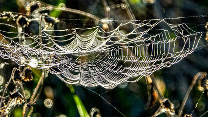 dew on spider web