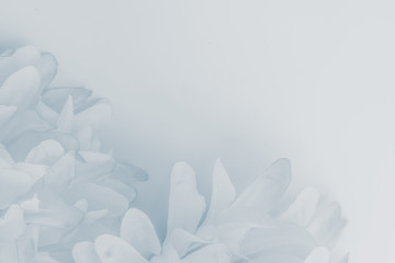 beautiful abstract color purple and blue flowers on white background and light blue flower frame and