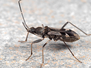 macro photo of assassin bug on the floor