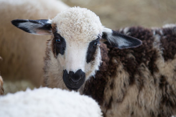 sheep on a farm