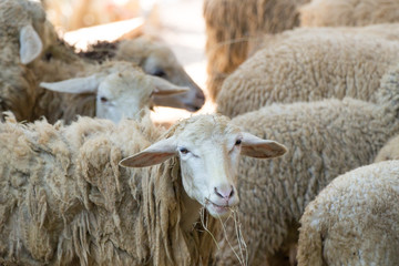 sheep on a farm