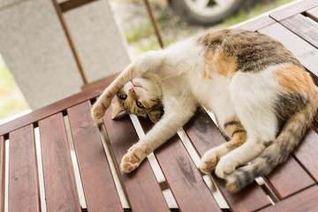 Canvas Print - cute cat sleeping