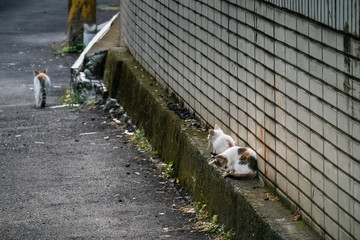 Wall Mural - little stray cat sit at a street