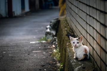 Wall Mural - little stray cat sit at a street