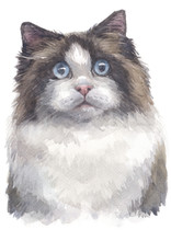 Water Colour Painting Of Ragdoll 016