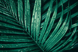 Fototapeta Łazienka - water drops on tropical leaf of palm tree, rainy season, dark green nature background 