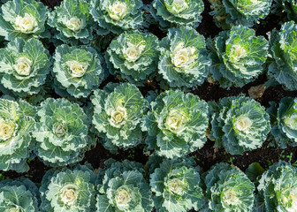 Top view of green organic vegetable