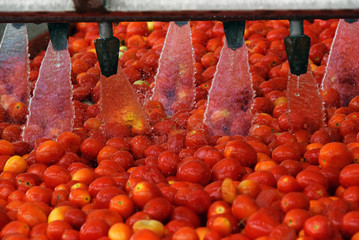 Tomatoes washing on the conveyor line at the tomatoes paste factory