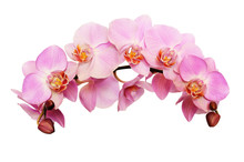 Pink Orchid Flowers In A Waved Floral Arrangement