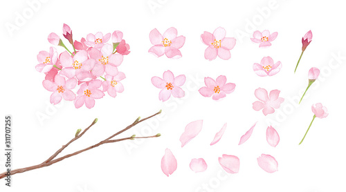 春の花 さくらの要素のセット 水彩イラスト Stock イラスト Adobe Stock
