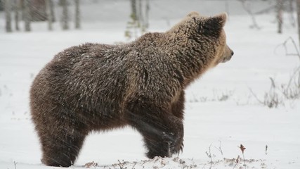 Wall Mural - Wild adult Brown bear in the snow in winter forest.  Brown Bear  stands on its hind legs. Scientific name: Ursus arctos. Natural habitat. Blizzard in Winter forest