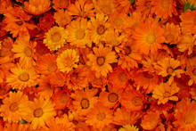 Background Of Bright Orange Medical Calendula Flowers