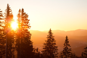 Pine tree crowns over hills and valley background with bright golden sunset above