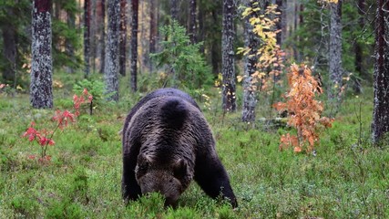 Wall Mural - brown bear in the autumn forest. scientific name: ursus arctos. natural habitat.