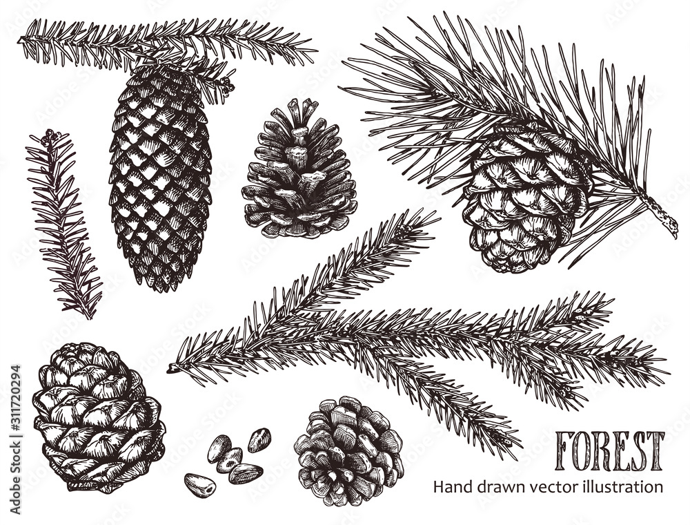 Hand drawn design vector elements. Forest collection of coniferous branches and pine cones isolated on white background. - obrazy, fototapety, plakaty 