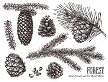 Hand Drawn Design Vector Elements. Forest Collection Of Coniferous Branches And Pine Cones Isolated On White Background.