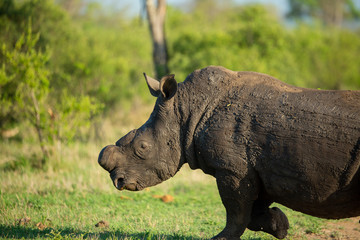large rhino whose horn has been partially removed to try prevent rhino poaching