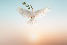 White Dove Or White Pigeon Carrying Olive Leaf Branch On Pastel Background And Clipping Path And International Day Of Peace 