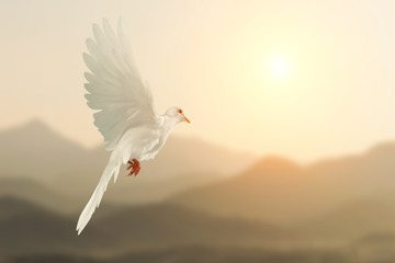 Canvas Afdrukken
 - White Dove flying on Mountain vintage pastel background and beautiful light in international day of peace concept                                     