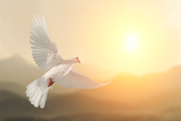 Canvas Afdrukken
 - White Dove flying on Mountain vintage pastel background and beautiful light in international day of peace concept                                     