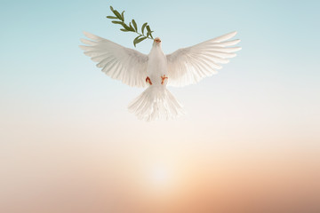 Photo Sur Toile - white dove or white pigeon carrying olive leaf branch on pastel background and clipping path and international day of peace 