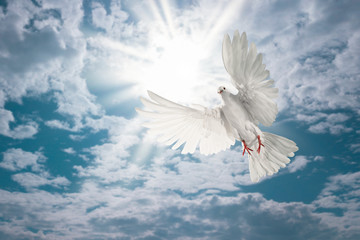 Canvas Afdrukken
 - white dove flying on sky in beautiful light for freedom concept