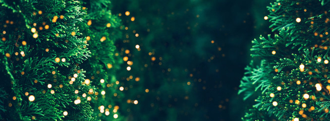 Web-banner with coniferous branch and a nice place for text. Theme of nature, the advent of winter, Christmas and New Year holidays.