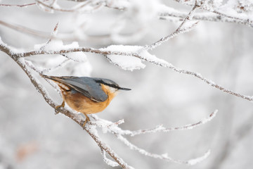 eurasian nuthatch on a snowy branch