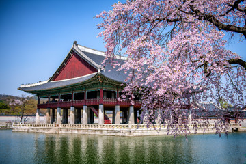 Sticker - gyeongbokgung palace in spring at seoul city south korea