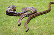 © Madele - Burmese python background. Two pythons on grass