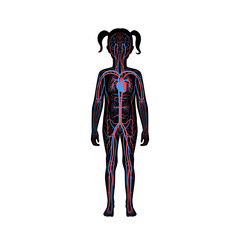 Poster - circulatory system anatomy