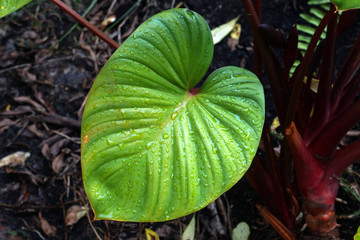 Green nature of Single Devil’s ivy, Golden pothos, Hunter’s-robe or    Epipremnum aureum green leaf with Droplets after raining of tropical plants texture background