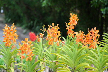 Orange Ascocentrum Orchid