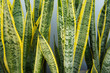 Sansevieria trifasciata laurentii compacta or snake plant green and yellow plant