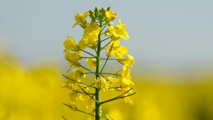 Wall Mural - Colorful field of blooming rapes