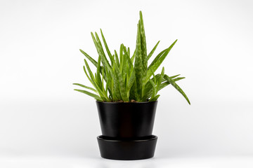 Wall Mural - Natural green Aloe vera succulents cactus in black stylish flowerpot isolated on white background