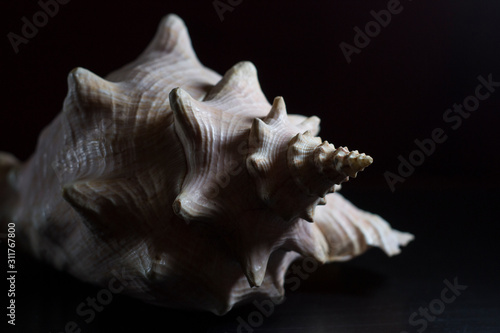 Fotomural Sea shell on a black background.