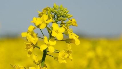 Sticker - Colorful field of blooming rapes