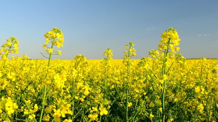 Sticker - Colorful field of blooming rapes