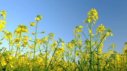 Canvas Print - Colorful field of blooming rapes