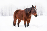Fototapeta Konie - Dark brown horse walks on snow, blurred threes in background