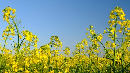 Sticker - Colorful field of blooming rapes