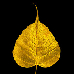  Gold Bodhi Tree leaf isolated on black background