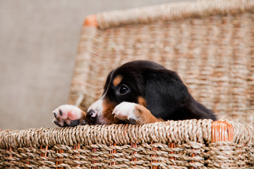 Wall Mural - Entlebucher mountain dog puppy lies peeping out of the basket